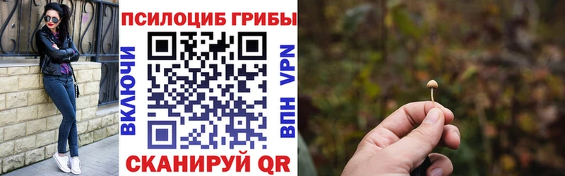 магазин продажи   Фрязино  Псилоцибиновые грибы Cubensis 